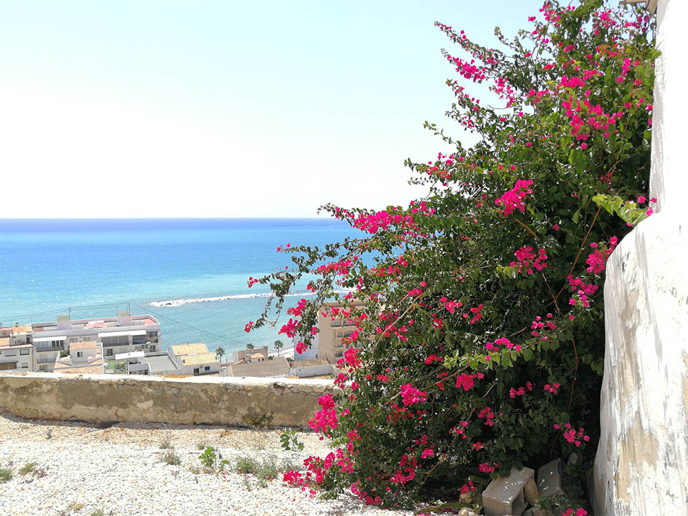 Blommande bougainevillea vid en utsiktspunkt vid havet.