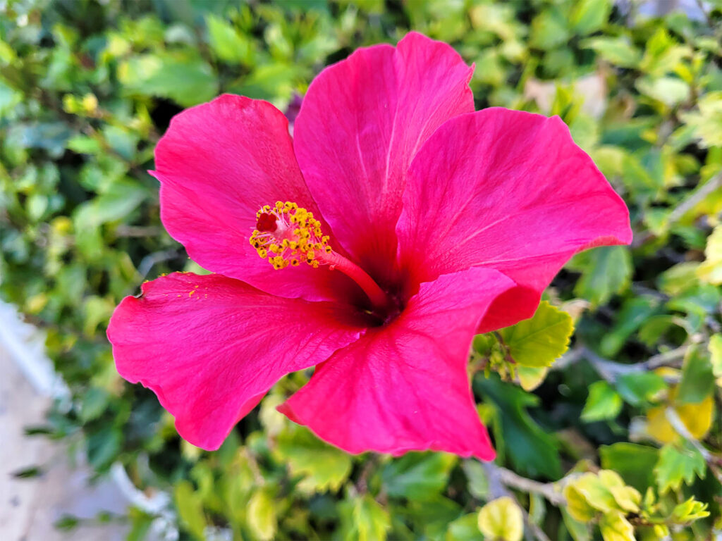 Rosa hibiskusblomma.